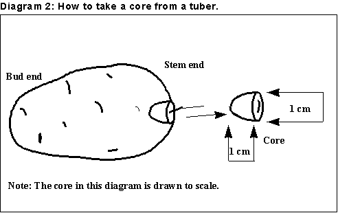 How to take a core from a potato tuber for bacterial ring rot testing