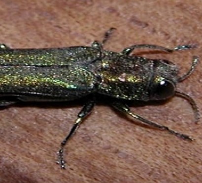 May 9, 2014: Emerald Ash Borer Update