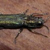 Emerald Ash Borer