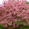 Flowering Crabapple Tree