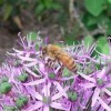 Bee Visiting a Flower