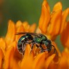 An pollinator feeding on a flower