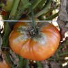 Late Blight on a Tomato Fruit