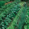 Vegetables growing in a garden