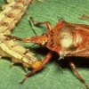 An Assassin Bug Attacking a Caterpillar