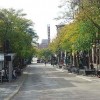 Trees lining a street