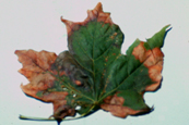 Anthracnose