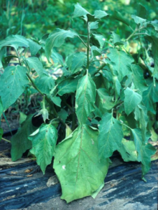 Wilting of eggplant due to black walnut toxicity. 