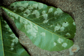 Downy Leaf Spot