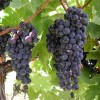 Grape Clusters