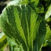 Cabbage Leaf