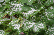 Powdery Mildew