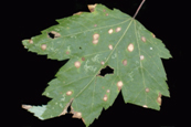 Purple-bordered Leaf Spot