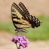 Butterfly Feeding on a Flower