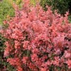 Japanese Barberry