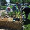 Straw Bale Gardening