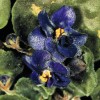 African Violet Powdery Mildew