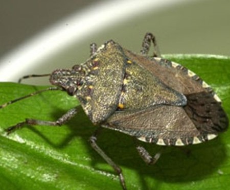 June 6, 2014: Brown Marmorated Stinkbug Update