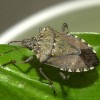 Brown Marmorated Stinkbug