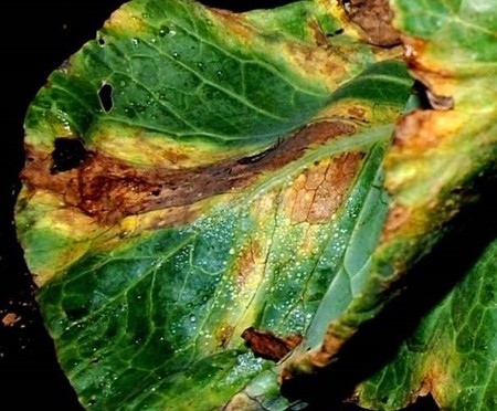 July 25, 2014: Vegetable Disease/Pest Update