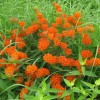 Butterflyweed