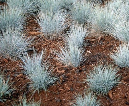 July 19, 2013: Ornamental Grasses