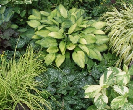 August 30, 2013: Perennials for Foliage