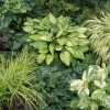 Outdoor Foliage Plants