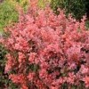 Japanese Barberry