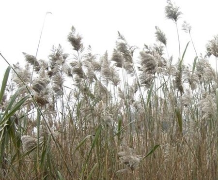 June 7, 2013: Weed/Invasive Plants Update