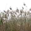 Phragmites