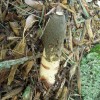 Stinkhorn