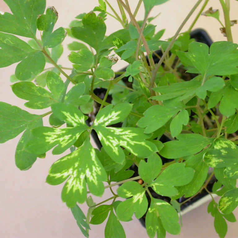 Tobacco Rattle Virus on Bleeding Heart