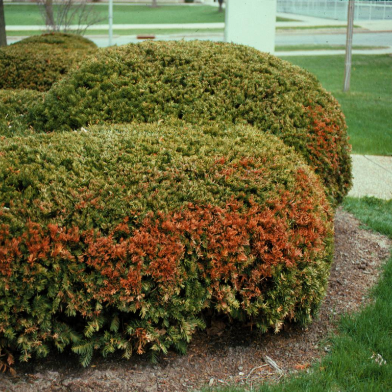 Winter Injury on Yew