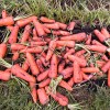 Carrots