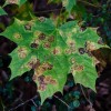 Tar spot on maple leaves