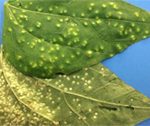 Bean rust