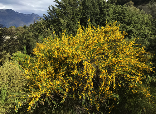 Scottish Broom adds a vibrant, if invasive, touch of color to New Zealand mountains.