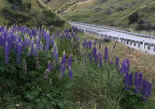 Acres of of invasive lupines line New Zealand roadways.