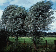 Trees Blowing in the Wind