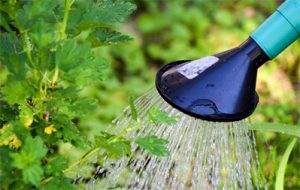 Watering Plants with a Watering Can