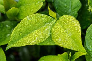 Wet Leaves