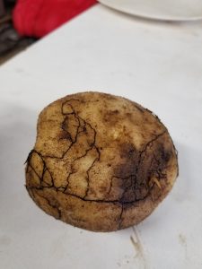 Armillaria Rhizomorphs on a Potato Tuber