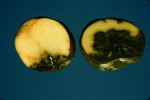 Bacterial Soft Rot of Potato