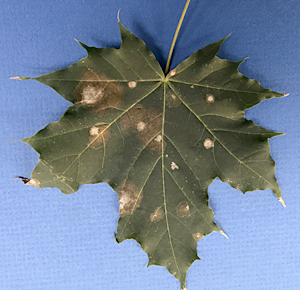 Zonate leaf spot of maple