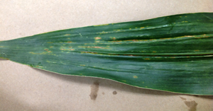 Bacterial streak of corn