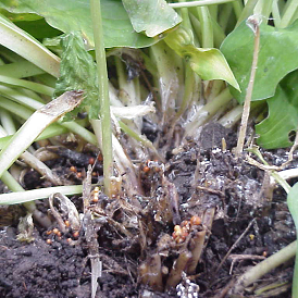 The Southern blight fungus produces large numbers of spherical, light tan to dark red resting structures called sclerotia.