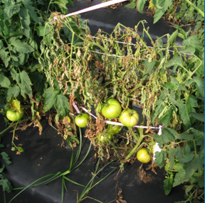 Southern blight can be a serious disease of vegetables, including tomatoes, leading to wilting and plant death. (Photo courtesy of Gary E. Vallad, University of Florida)