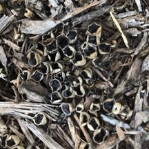 Bird's Nest Fungi on Mulch in a Flowerbed