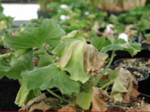 Yellowing and wilting characteristic of Ralstonia wilt. Photo courtesy of WI DATCP